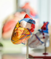 selective focus photography of heart organ illustration